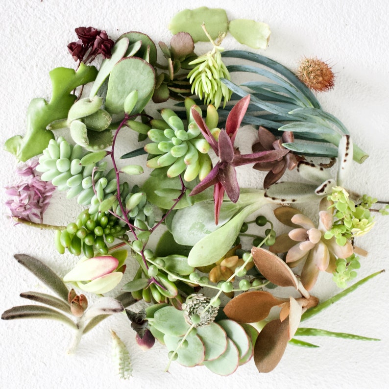 succulent clippings succulent clippings