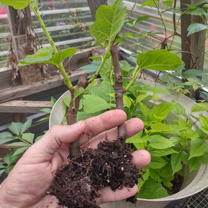 FIG TREE Starter Plants..( 2 )..(Celeste)  grown from our farm, great starter, very hardy! Free Shipping!