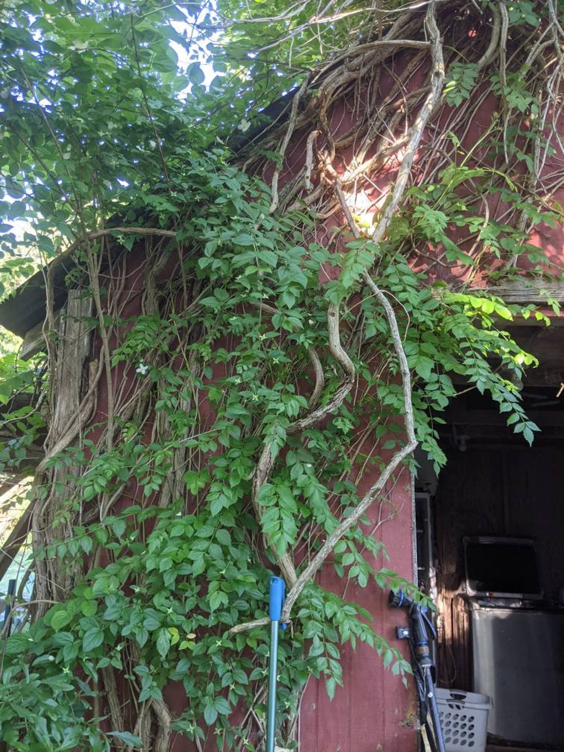 Trumpet Vine Starts Roots bare root plants & extras when we Etsy