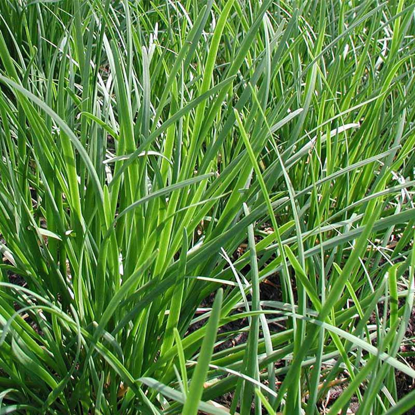 Garlic Chive Flat Leaf Plants. 12 plus extras when we have Etsy