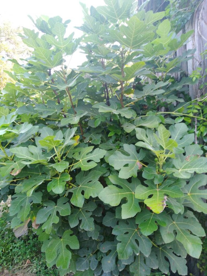 FIG TREE Plant Celeste grown from our farm in 1 gallon Etsy