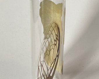 Botella de alas de cigarra