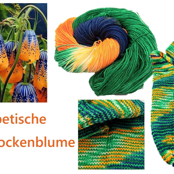 Limited - tibetische Glockenblume