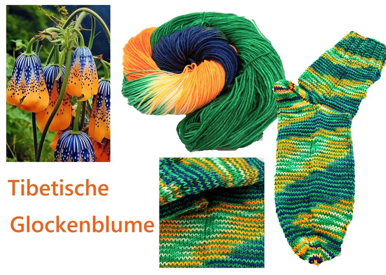 Limited tibetische Glockenblume Bild 1