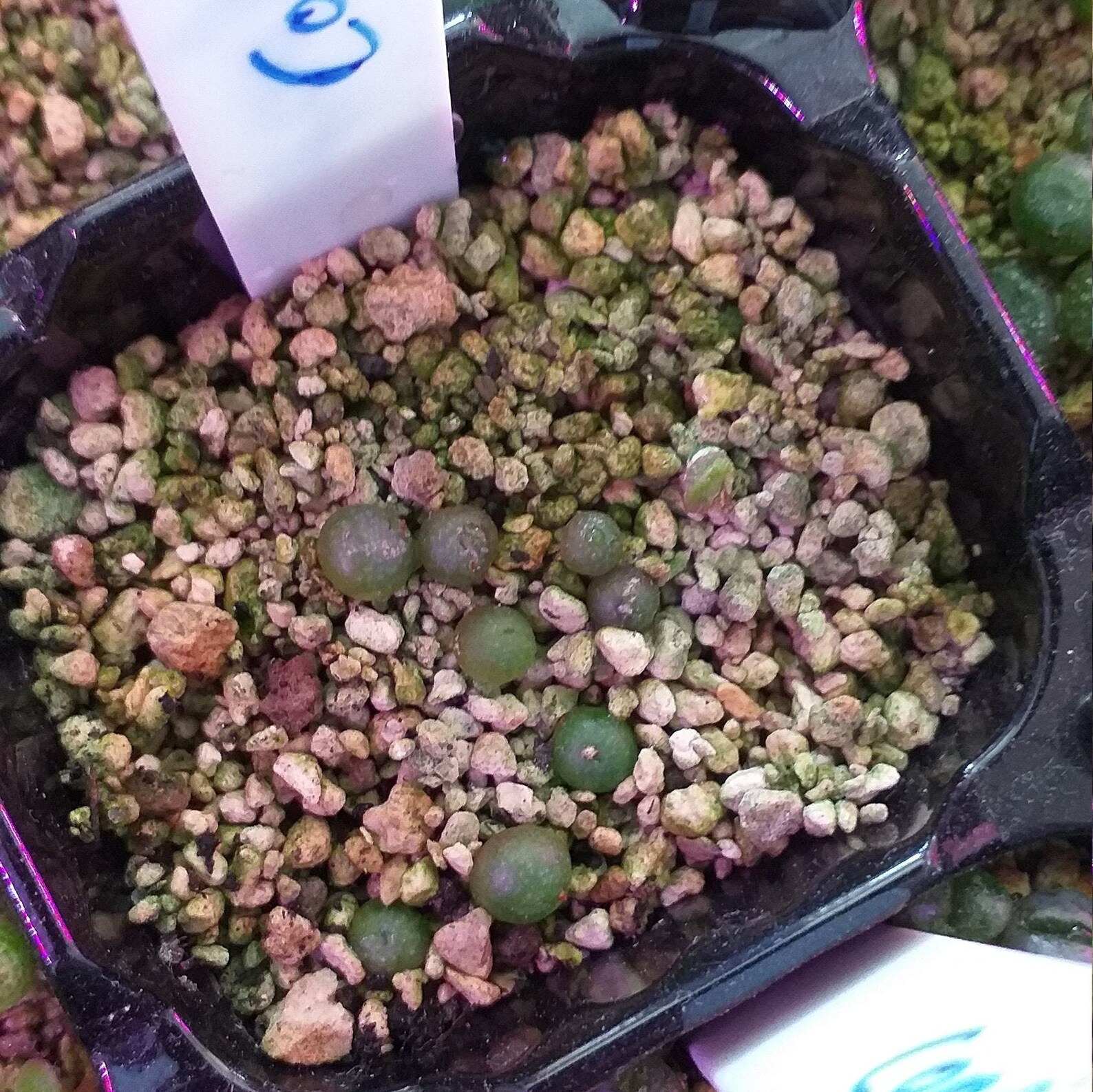 conophytum calculus conophytum calculus