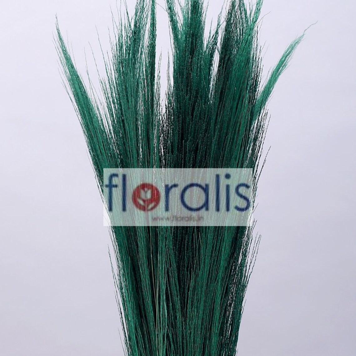 Broom Grass 200gms/bunch Set of 10 Bunches Etsy