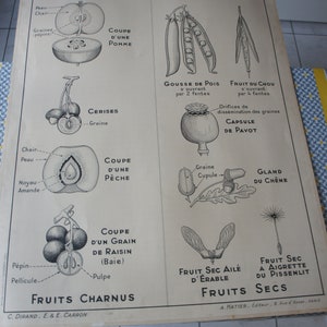Ancienne AFFICHE SCOLAIRE HATIER 21 Fruit Reproduction Végétaux