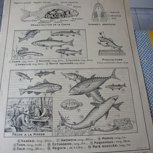 Ancienne AFFICHE SCOLAIRE HATIER 17 Les Poissons Les Insectes
