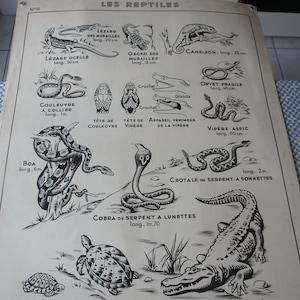 Ancienne AFFICHE SCOLAIRE HATIER 16 Les Reptiles Batraciens