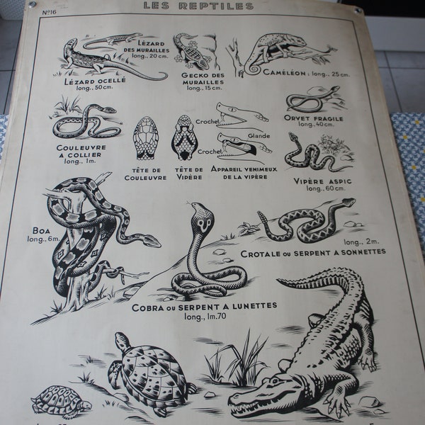 Ancienne AFFICHE SCOLAIRE HATIER 16 Les Reptiles Batraciens