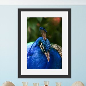 Peacock Printable Wall Art | Peacock Decor | Peacock Wall Art | Peacock Printable | Peacock Photo | Animal Printable Decor