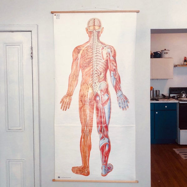 Vintage German Human Anatomy Pull Down Chart, Musculoskeletal Nervous System, Human Body Anatomy, Medical School Chart Educational Poster
