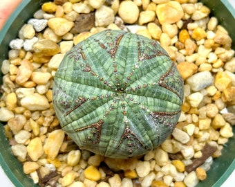 Euphorbia Obesa with Character (D5) - imported