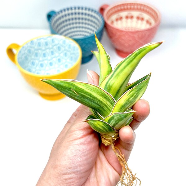 Sansevieria Kimayo Variegated (L4) - Rare Import