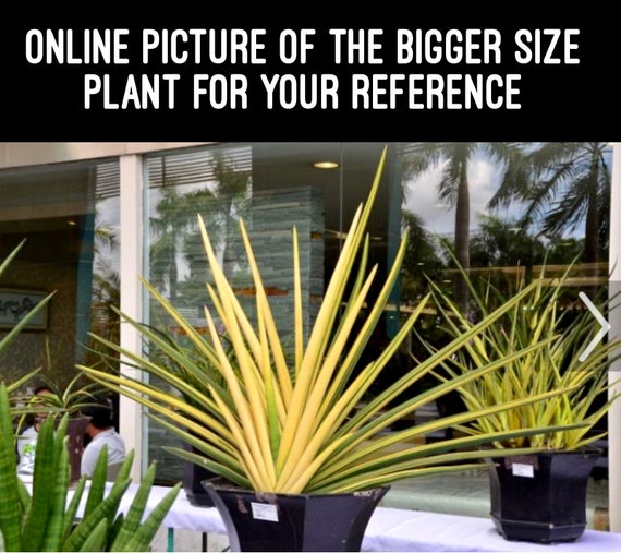 Sansevieria Pearsonii Variegated (C) - Extremely Rare Import - Etsy Ireland