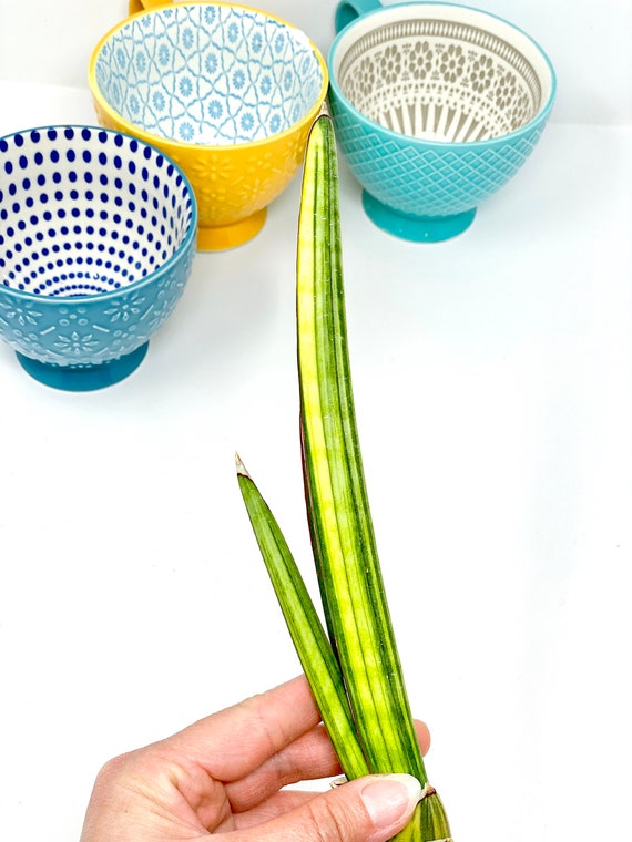 strelitzia malattie Strelitzia Nicolai main image 0