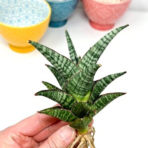 Sansevieria Manny Pacquiao (T3) - Extremely Rare Import - Etsy India