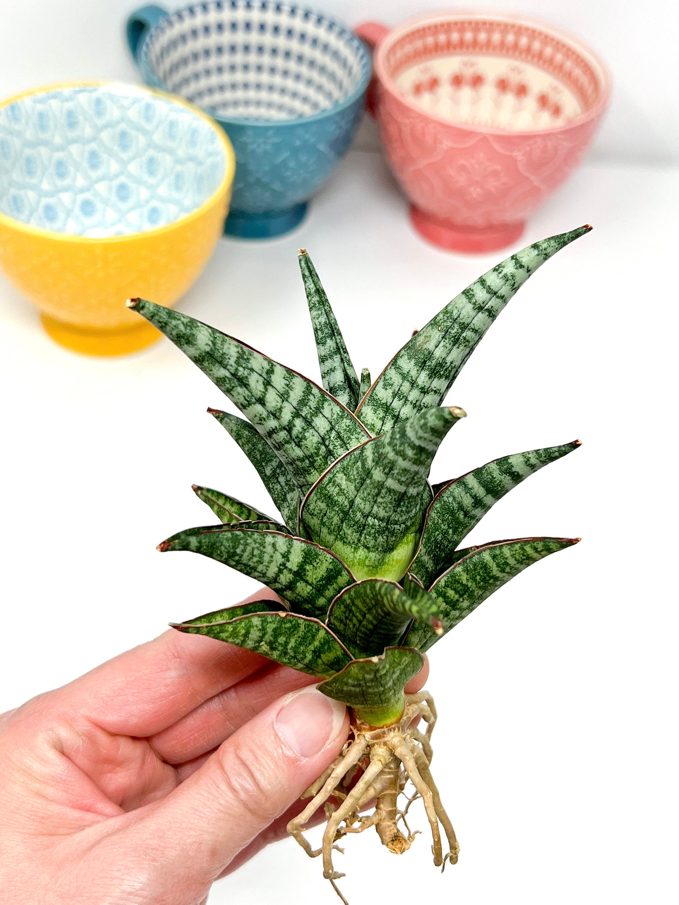Sansevieria Manny Pacquiao (T3) - Extremely Rare Import - Etsy India