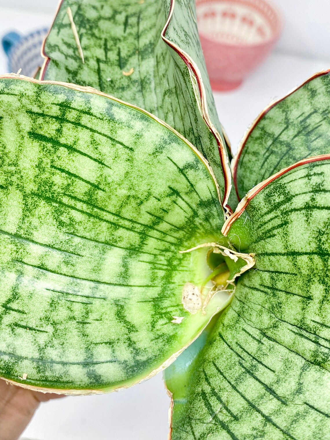 sansevieria kirkii silver blue sansevieria kirkii silver blue
