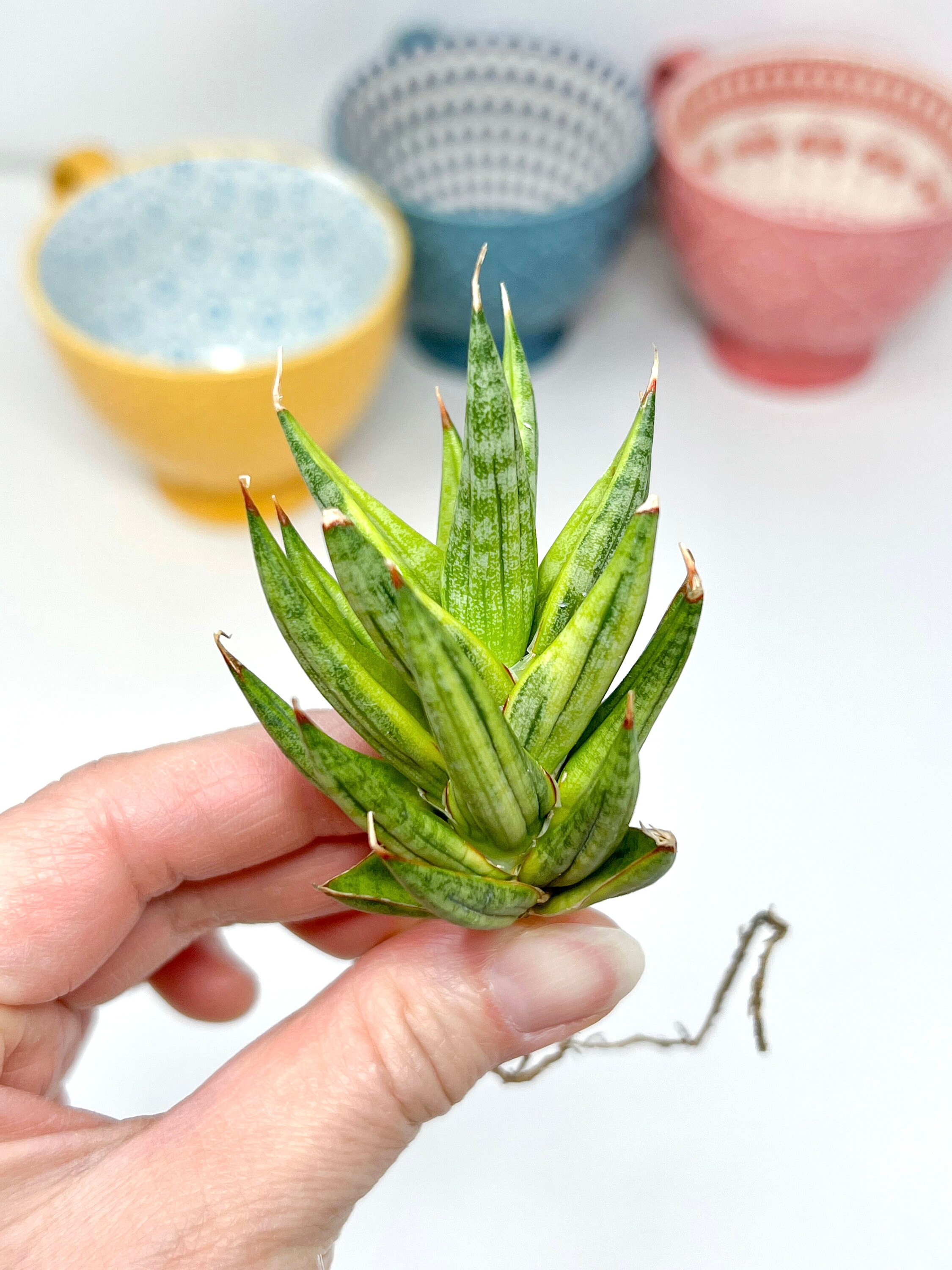 Sansevieria Francisii Variegated B1 Rare Import Etsy