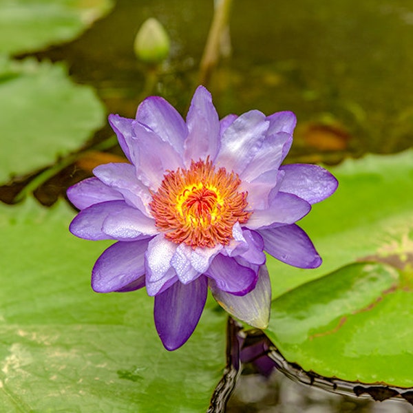 Nymphaea Seerosen Seerosen