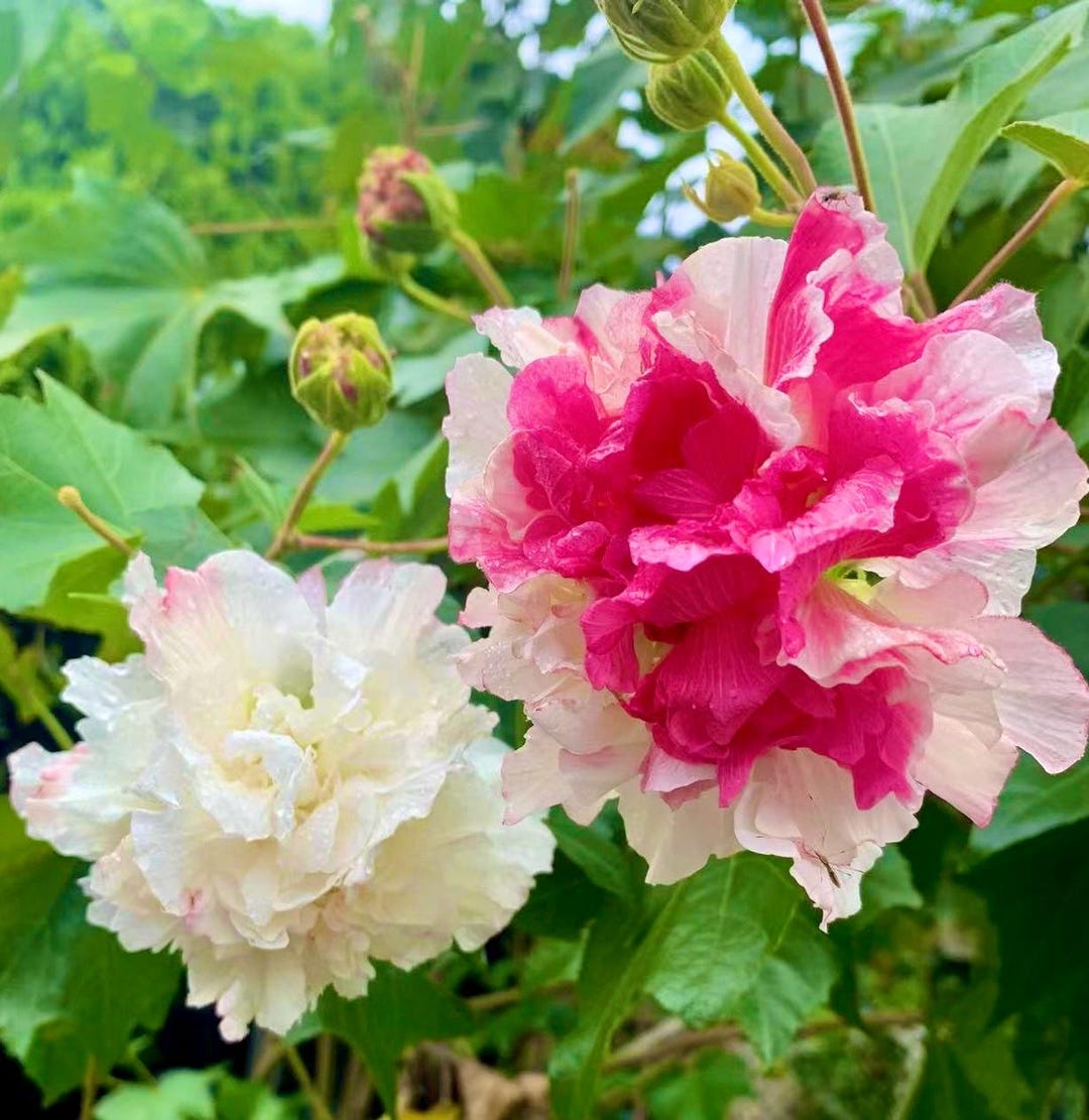 Rare Same Confederate Rose Can Bloom Multiple Clolors Flower Same Day 9 ...
