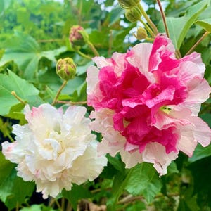May include: Close-up of two large, multi-petaled flowers. One is a mix of white and pink, the other is primarily white with pink edges. Green leaves and buds surround the flowers, creating a natural, vibrant scene. The flowers appear to be in full bloom.