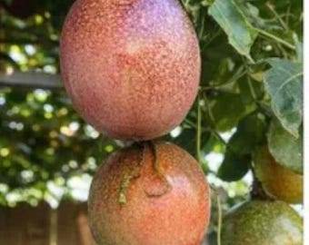 May include: Two round passion fruits hanging from a vine with green leaves. The top fruit has a smooth, speckled purple and reddish-brown skin, while the bottom fruit shows a lighter, mottled orange-brown texture with a small stem attached.