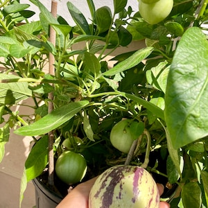 Pepino Melon“Kendal Gold”/人参果 Live Plant 10 ” Tall  Planted In A 4&quot; Pot