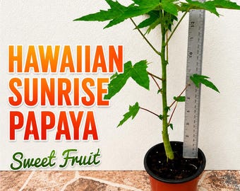 1-Dwarf Solo Hawaiian Sunrise Papaya  Fruit Tree 14 "  Tall Had Fully Roots With 4” Pot