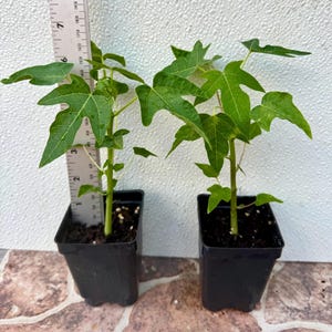 2-Solo Hawaiian Papaya Tropical Fruit Tree 6" Tall Had Fully Roots With 2.5" Pot