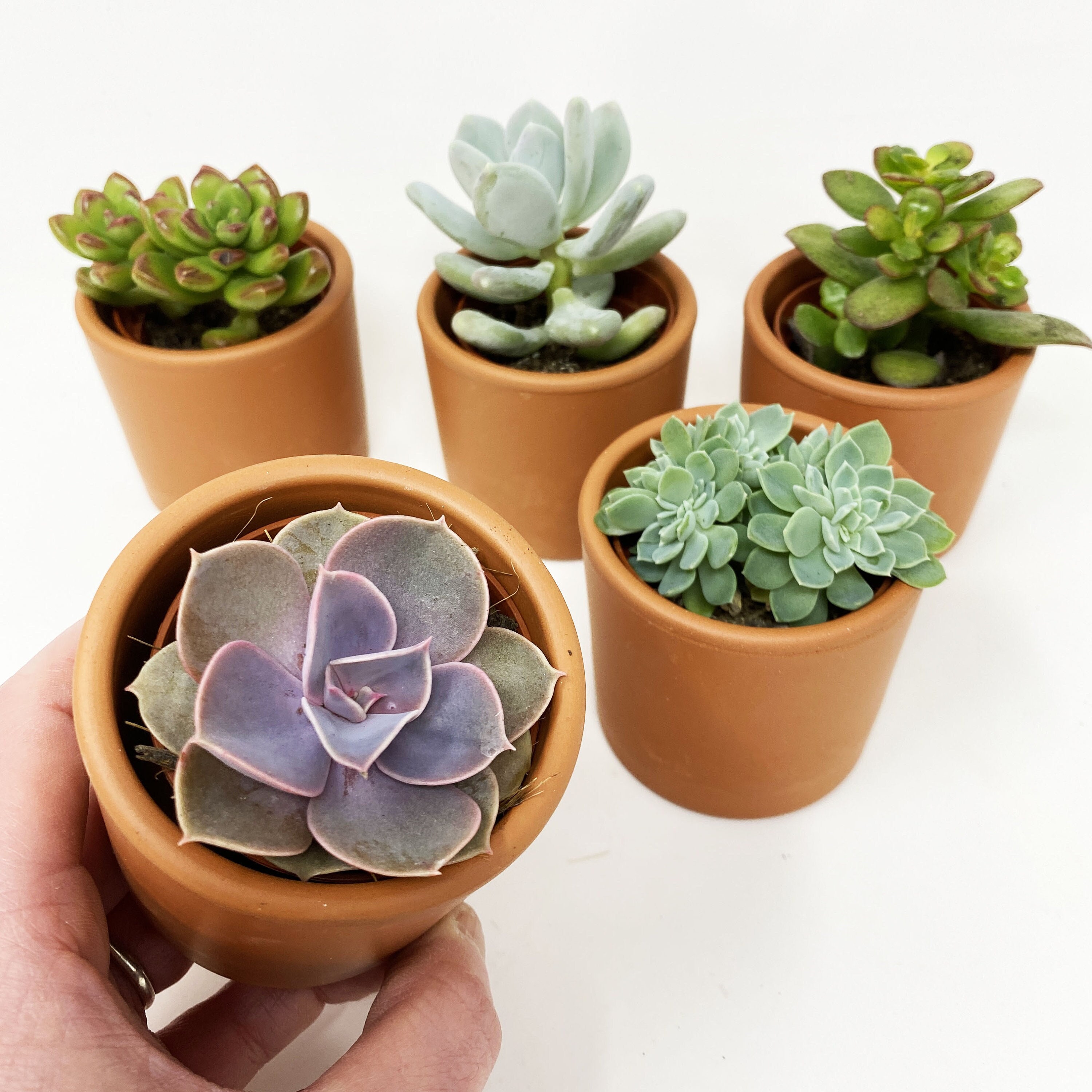 Décorer des minis pots en terre cuite pour des Plantes Succulentes