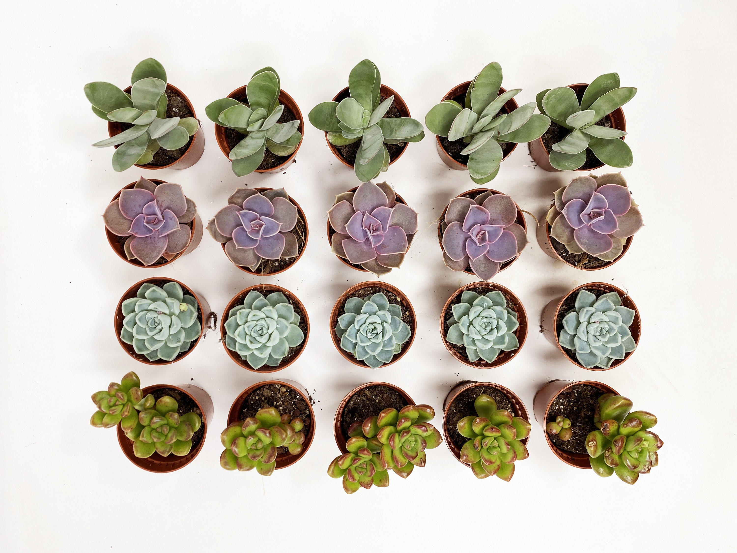 Lot de 20 Mini Succulentes