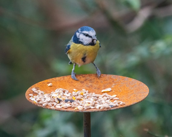 Woman Sets Up Tiny Feeder Cam to Capture Close-Ups of Birds Eating in Her  Backyard