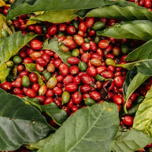 May include: Close-up of coffee cherries, showcasing a mix of red, green, and yellow hues. The ripe red cherries are nestled among large, green leaves, creating a vibrant and natural composition. The image highlights the coffee plant's fruit.