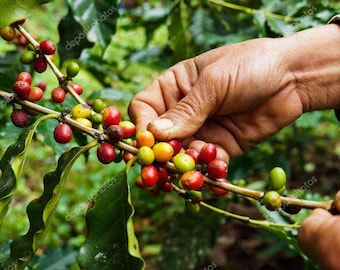 Peruvian Organic 12 K Cups