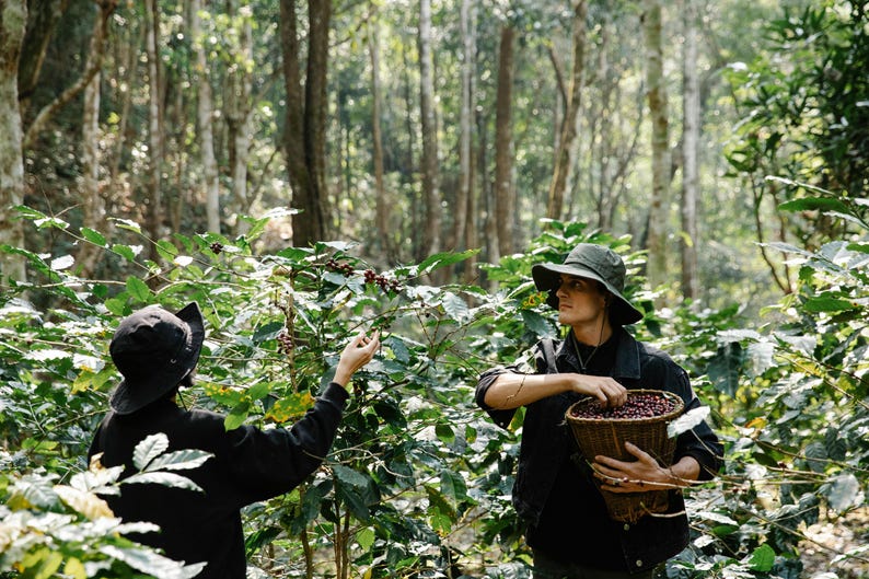 Puede incluir: Dos personas con sombreros recogen granos de caf&eacute; de una planta de caf&eacute; en un bosque. Una persona sostiene una cesta de granos de caf&eacute;.