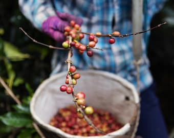 Papua New Guinea Coffee Pods: Simbai Balus Kopi - 12 Count
