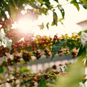 Puede incluir: Primer plano de una planta de caf&eacute; con hojas verdes y granos de caf&eacute; maduros. Los granos son rojos, amarillos y verdes, y crecen en racimos en las ramas. El sol brilla a trav&eacute;s de las hojas, creando un brillo c&aacute;lido.