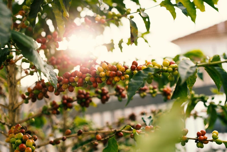 Puede incluir: Primer plano de una planta de caf&eacute; con hojas verdes y granos de caf&eacute; maduros. Los granos son rojos, amarillos y verdes, y crecen en racimos en las ramas. El sol brilla a trav&eacute;s de las hojas, creando un brillo c&aacute;lido.