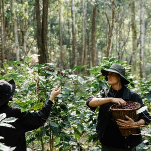 May include: Two people wearing hats pick coffee beans from a coffee plant in a forest. One person holds a basket of coffee beans.