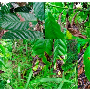 Puede incluir: Im&aacute;genes de primer plano de hojas de cafeto que muestran signos de enfermedad. Las hojas son marrones, amarillas y tienen manchas oscuras. Algunas hojas est&aacute;n rizadas y marchitas.