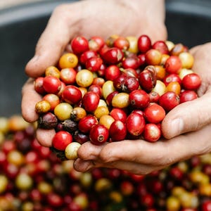 May include: A person's hands holding a handful of red and yellow coffee beans. The beans are in a large bowl filled with more coffee beans.