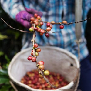 Puede incluir: Una persona sosteniendo una rama de granos de caf&eacute;, algunos son rojos y otros son verdes. Los granos se est&aacute;n recogiendo en un taz&oacute;n blanco.