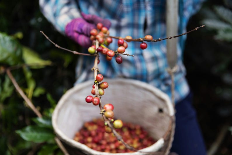 Puede incluir: Una persona sosteniendo una rama de granos de caf&eacute;, algunos son rojos y otros son verdes. Los granos se est&aacute;n recogiendo en un taz&oacute;n blanco.