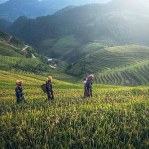 Puede incluir: Cinco personas caminan a trav&eacute;s de un campo de arroz verde. El campo est&aacute; en terrazas y desciende hacia un valle en la distancia. Las personas visten ropa tradicional y llevan cestas.