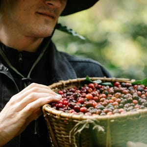 May include: A person wearing a black jacket and a hat holds a woven basket filled with red and green coffee beans.