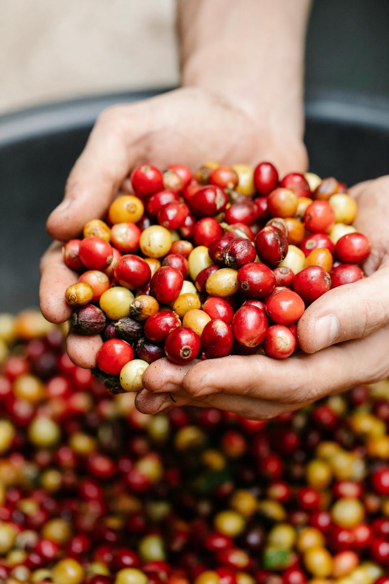 Puede incluir: Unas manos sosteniendo un pu&ntilde;ado de granos de caf&eacute; rojos y amarillos. Los granos est&aacute;n en un taz&oacute;n grande lleno de m&aacute;s granos de caf&eacute;.