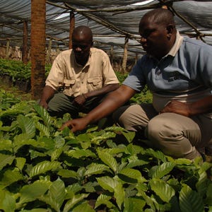 Puede incluir: Dos personas trabajando en un invernadero, atendiendo filas de plantas verdes. Las plantas crecen en filas bajo una cubierta de pl&aacute;stico negro.