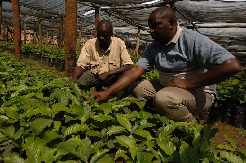 Puede incluir: Dos personas trabajando en un invernadero, atendiendo filas de plantas verdes. Las plantas crecen en filas bajo una cubierta de pl&aacute;stico negro.